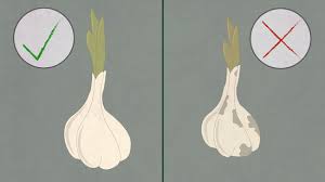 Wait eight or nine months for each clove to produce big garlic bulbs. How To Grow Garlic 15 Steps With Pictures Wikihow