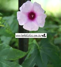 Image result for Ipomoea mauritiana