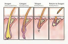 The hair follicle itself is where hair is created and grows, and it's a living structure, unlike the hair shaft which is mostly composed of hard proteins and not living cells. 8 Causes Of Slow Hair Growth 13 Ways To Make Hair Grow Faster