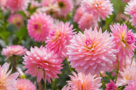 Image result for Dahlia sp. (cultivar)