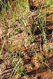 Image result for Schoenoplectiella