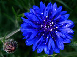 Blue Flowers Bachelor Button Flowers Flowers Button Flowers