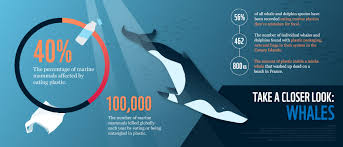 Whale Dead By Plastic Infographic Google Search