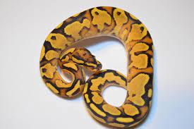 Pin On Ball Pythons