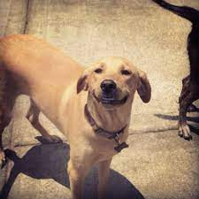 Pin On Mountain Cur Dogs