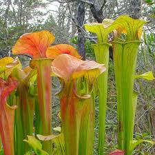 Image result for Searsia ochracea