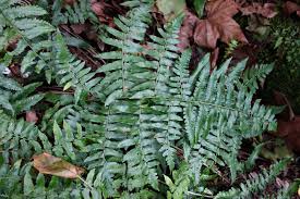 Image result for Diplazium