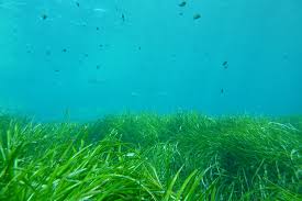 La Posidonie Richesse De La Mediterranee Natura 2000 En Corse