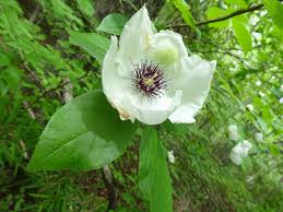 Image result for Balthasaria