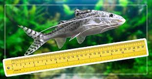 Pictus Catfish Size How Big Do They Get