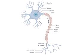 Although the majority of neurons are already present in our brains by the time we are born, there is evidence to support that neurogenesis (the scientific word for the birth of neurons) is a lifelong process. Neuron Anatomy Nerve Impulses And Classifications