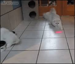 Cat Gif Cute Flufffy Persian Cat Chasing Red Dot Fast And Furious Cat Gif Funny Cats Funny Cat Videos