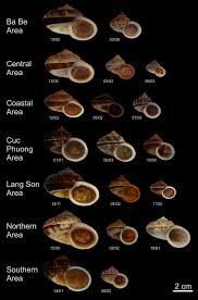 Cũng có vài cái tên thoạt nhìn rất đáng sợ nhưng cực kỳ gây nghiện. Competition Matters Determining The Drivers Of Land Snail Community Assembly Among Limestone Karst Areas In Northern Vietnam Oheimb 2018 Ecology And Evolution Wiley Online Library