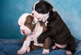 6 Best Tips How To Stop English Bulldog Puppy Biting And Growling Dog Fluffy