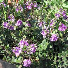 Admin on kayley the club. Cheap Hebe Garden Beauty Blue Buy Hebe Garden Beauty Blue Cheap Evergreen Shrubs