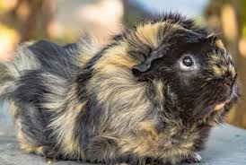 Tammy lovell, 42, going through a tough divorce and became a single mother. Guinea Pigs Tiny Tails To You