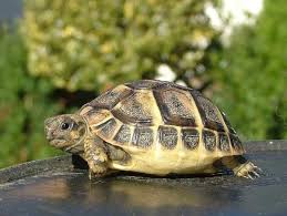 Beau Profil Tortue Du Web Tortue Hermann Tortue De Terre Tortue