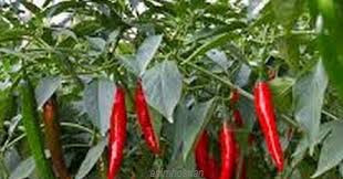 Many of us have used cayenne pepper to add a little spice to our meals, but did you know that it has the power to change your health? Anim Agriculture Technology Some Tips Of Growing Chili In Malaysia