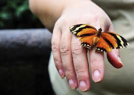 Le jardin des papillons vous accueille pour vous offrir la vision enchanteresse de centaines de joyaux volant librement dans une végétation luxuriante. Jardins Des Papillons De Monteverde Activites 2021 Viator