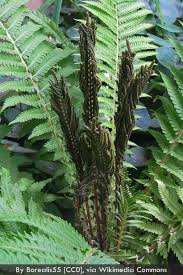 Image result for Struthiola rhodesiana