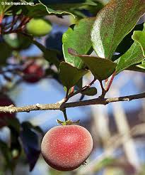 Image result for Dovyalis hispidula