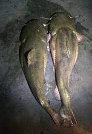 Flathead catfish live up to about 20 years old. Flathead Catfish Wikipedia
