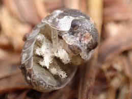 あいそぽっど - はてなブログ