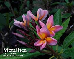 Metallica Jl Aka Metallica Plumeria With Images Plumeria Plumeria Flowers Plumeria Care