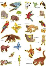 Welcome To Dover Publications Rainforest Animals Amazon Rainforest Animals Rainforest Classroom