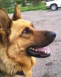 German shepherd puppy rescue colorado. German Shepherd Rescue Of The Rockies Gsror Home Facebook