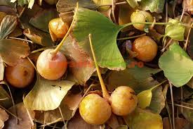 Cum se înmulţeşte Ginkgo biloba? | Paradis Verde