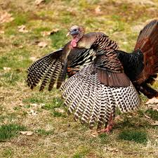 Nov 18, 2019 · asian women have not seen much change in their average weight. Xjstcmsweepd5m