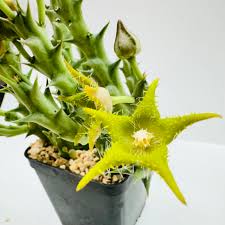 Image result for Orbea dummeri