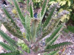 Kalanchoe Tubiflora Maternity Plant Succulent By Fabfabrics4you2 5 50 Plante