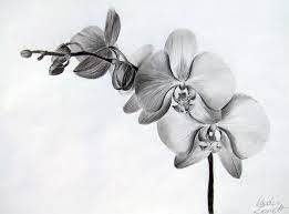 Texture Orchid Tattoo Floral Prints Art Orchid Drawing