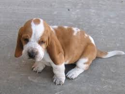They also ended up having very long ears and short legs, this combination causes the basset hound to have problems with ear infections. Cute Basset Hound Puppies Photo Gallery