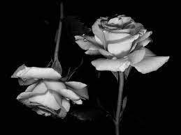 Free for commercial use high quality images Black Rose Tumblr Wallpapers Wallpaper Cave