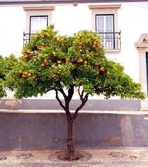 Orange Tree Trees To Plant Orange Tree Garden Inspiration