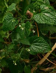 Image result for Zehneria scabra