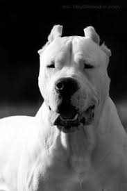 As one of muscular dog, dogo argentino was bred first time in 1928 the cordoba fighting dog along with a wide array of other. 110 Dogo Argentino Ideen Hunde Jagdhunde Hunderassen