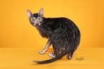 Lykoi Breeders - Fanciers Breeder Referral List: Pedigreed ...