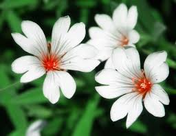 Different types of flowers with pictures. Types Of Flowers Google Search Types Of Flowers Different Types Of Flowers Different Kinds Of Flowers