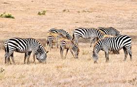 Do zebras live in the jungle? Is That A Herd Of Zebras Over There Malibu Life Malibutimes Com