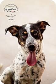 Mesa Az Australian Cattle Dog German Shorthaired Pointer Mix Meet Baron A Dog For Adoption Australian Cattle Dog Mix Cattle Dogs Mix Dog Adoption