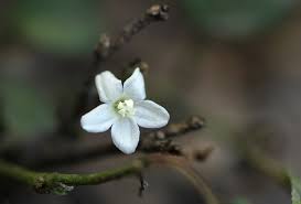 Image result for Evolvulus nummularius