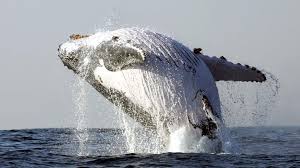 Time intervals between surfacing can vary depending on the species, surfacing style or the purpose of the dive. Breaching Whale Lands On Boat Injuring Three World News Sky News