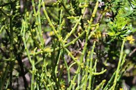 Image result for Viscum bagshawei