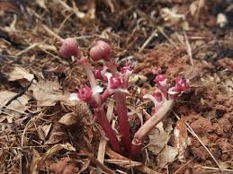 Image result for Euphorbia luapulana