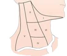 Cervical Adenopathy Cervical Relief Sternocleidomastoid Muscle Lymph Nodes Lymph Glands