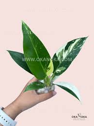 Image result for Filodendron Philodendron